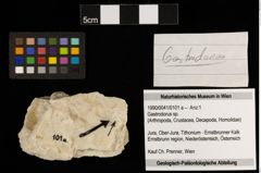 Foto (Objekt + Etiketten) von Gastrodorus sp. (NHMW-GEO-1990-0041-0101a)